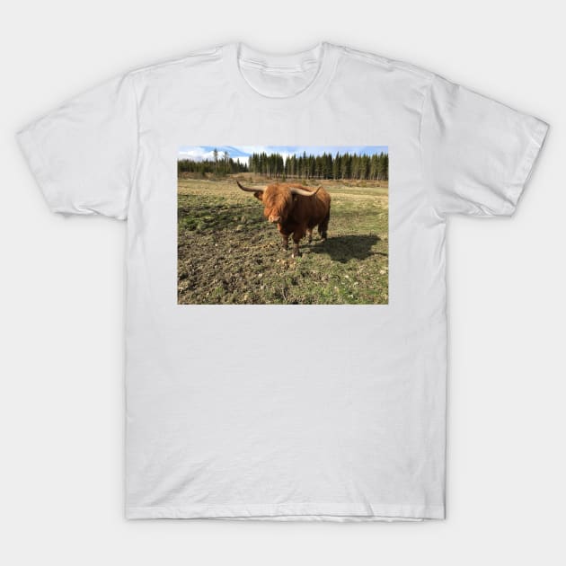 Scottish Highland Cattle Bull 2385 T-Shirt by SaarelaHighland